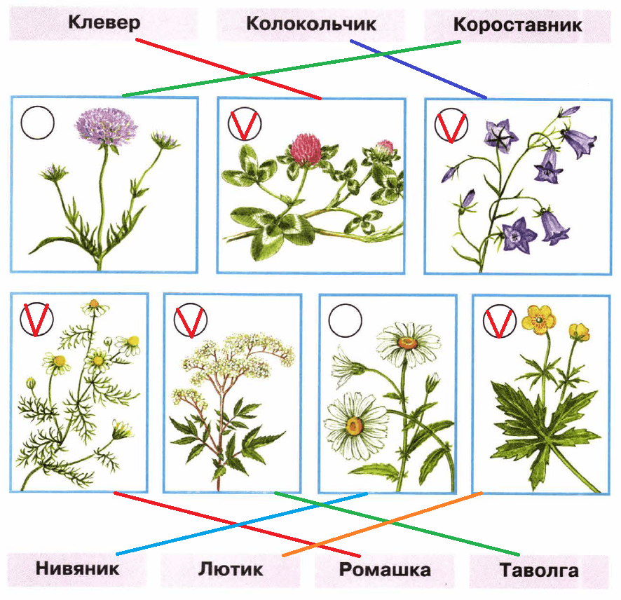 Решение рисунок 1