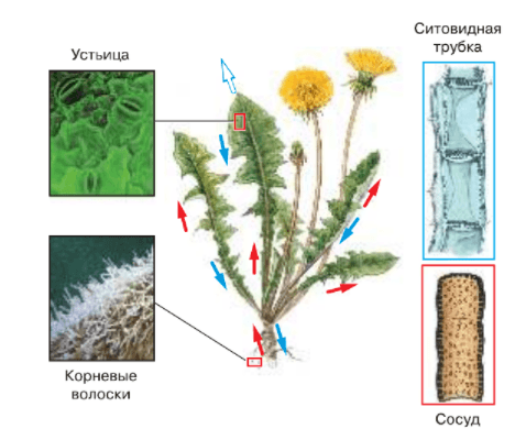 Задание рисунок 1